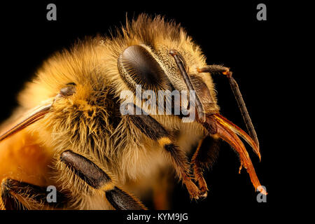 Una fotografia ravvicinata di un'ape Apis mellifera, scattata a Beltsville, Maryland, il 26 maggio 2017, nell'ambito del programma di monitoraggio delle api USDA e USGS. Foto Stock