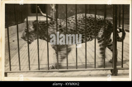 Una vista aerea del National Zoological Park di Washington DC, che mostra la struttura del parco e gli habitat naturali. Lo Smithsonian Institution gestisce il parco, contribuendo ai suoi sforzi di conservazione e ricerca. Foto Stock