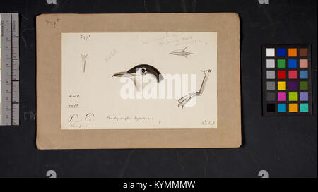 Illustrazione di una testa di uccello disegnata da Robert Ridgway, rinomato ornitologo e artista, che mette in evidenza i suoi contributi all'illustrazione degli uccelli. Foto Stock