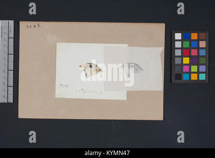 Un disegno di una testa di uccello di Robert Ridgway, creato per la giornata internazionale degli uccelli migratori, archiviato dallo Smithsonian Institution. Foto Stock