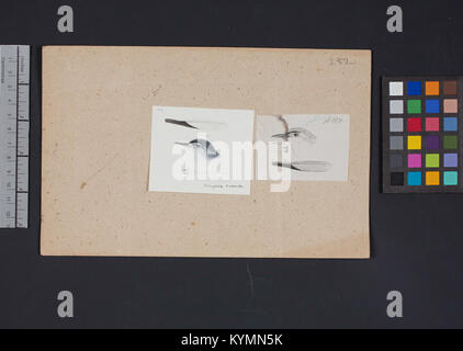 Illustrazione intitolata "Robert Ridgway Bird Head Drawing 282", immagine numero 16981251479, creata nel 2015, raffigurante la testa di un uccello, come parte delle celebrazioni internazionali per la giornata degli uccelli migratori. Foto Stock