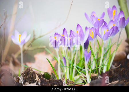 Prima molla di crochi fiori, outdoor primavera la natura nel parco o giardino Foto Stock