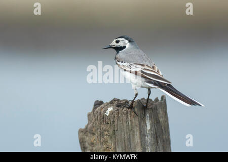 Close up ritratto di un bianco arroccato Wagtail (Motacilla alba) bird con bianco, grigio e nero piume. Il White Wagtail è uccello nazionale di Latv Foto Stock