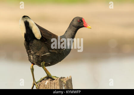 Close-up di un comune, moorhen Gallinula chloropus, salire su un palo di legno in cerca di insetti. Foto Stock