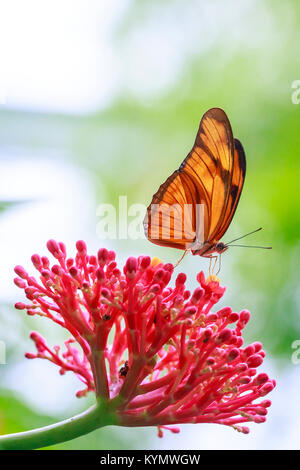 Tropical Julia butterfly Dryas iulia alimentazione su fiori di colore rosso e in appoggio sulla vegetazione della foresta pluviale Foto Stock