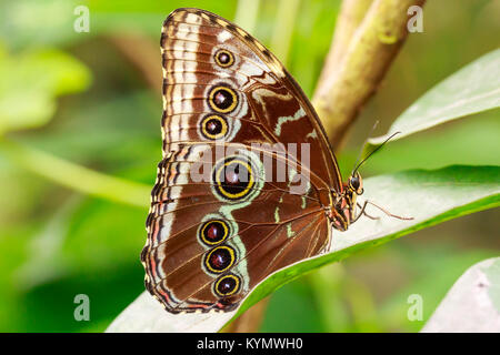 Il gufo farfalle, genere Caligo, sono noti per la loro enorme eyespots, che assomigliano a gufi occhi". Essi si trovano nelle foreste pluviali e f secondario Foto Stock