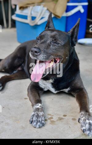 Australian dog sitter duranteil scena australiana con un esky, lo scambiatore di calore di ghiaccio, Finch Hatton Gorge, Queensland, Australia Foto Stock