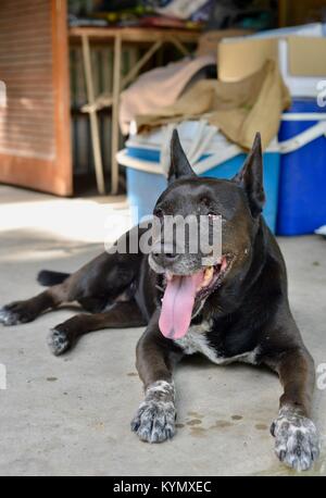 Australian dog sitter duranteil scena australiana con un esky, lo scambiatore di calore di ghiaccio, Finch Hatton Gorge, Queensland, Australia Foto Stock