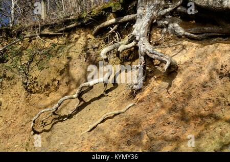 Esposti grafi ad albero dopo l'erosione orientale del fiume Cleddau estuario Pembrokeshire Wales Cymru REGNO UNITO Foto Stock