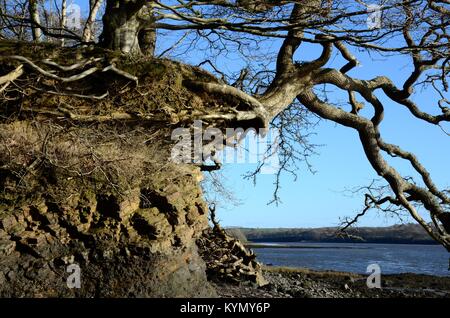 Esposti grafi ad albero dopo l'erosione orientale del fiume Cleddau estuario Pembrokeshire Wales Cymru REGNO UNITO Foto Stock