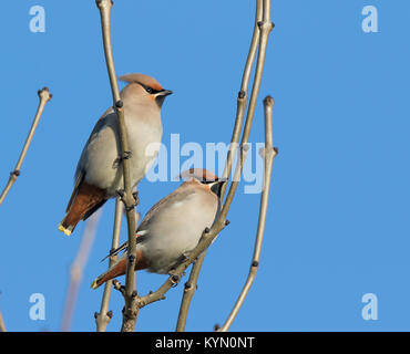 Dettagliato, angolo basso in prossimità di due UK waxwings (Bombycilla garrulus) gli uccelli arroccato isolato nella struttura ad albero sfrondato, in inverno il sole con cielo blu chiaro. Foto Stock