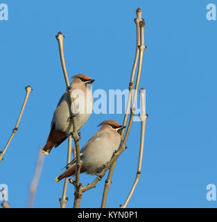 Primo piano di due cervi inglesi (Bombycilla garrulus) uccelli arroccati in alto isolato in albero senza foglie, in inverno sole con cielo blu chiaro. Foto Stock