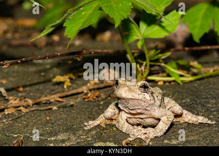 Grigio Raganella (Hyla versicolor) Foto Stock