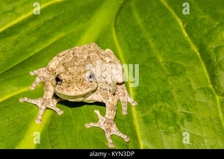 Grigio Raganella (Hyla versicolor) Foto Stock