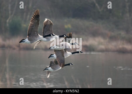 Gruppo di Oche del Canada volando a bassa quota sopra un lago in Berkshire, Regno Unito, in inverno Foto Stock