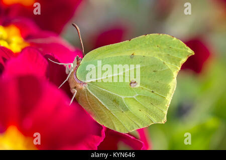 Brimstone Butterfly poggiante su primula flower - Gonepteryx rhamni Foto Stock