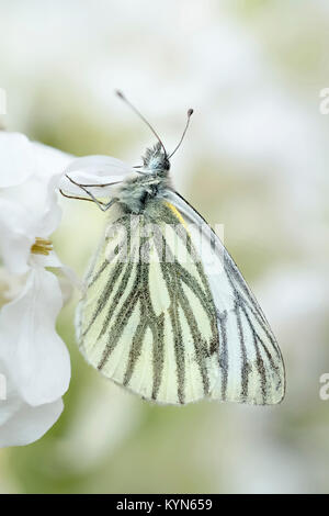 Verde-bianco venato Butterfly poggiante sulla onestà fiori - Sarcococca napi Foto Stock