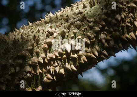 Dettaglio di La Ceiba chodatii o il filo interdentale in seta che mostra ad albero woody spine coniche lungo il tronco, Kenya, Africa orientale Foto Stock