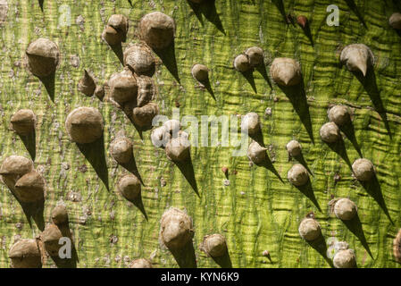 Dettaglio di La Ceiba chodatii o il filo interdentale in seta che mostra ad albero woody spine coniche lungo il tronco, Kenya, Africa orientale Foto Stock