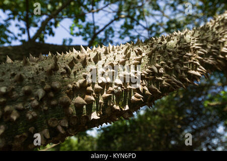 Dettaglio di La Ceiba chodatii o il filo interdentale in seta che mostra ad albero woody spine coniche lungo il tronco, Kenya, Africa orientale Foto Stock