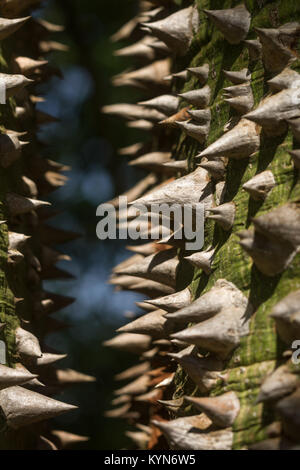 Dettaglio di La Ceiba chodatii o il filo interdentale in seta che mostra ad albero woody spine coniche lungo il tronco, Kenya, Africa orientale Foto Stock