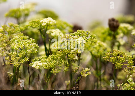 Ephedra impianto nel nord Italia, close up Foto Stock
