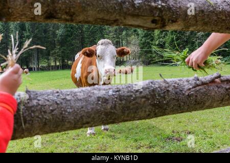 Mucca su un prato in Austria Foto Stock