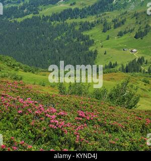 Alpenrosen prato verde e la vista in lontananza una fattoria. Estate scena vicino a Gstaad. Foto Stock