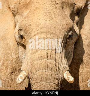 In prossimità della testa di un adulto deserto atto elefante in Namibia. Foto Stock