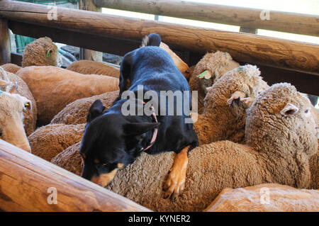 Un sheepdog in appoggio sul dorso della pecora ha appena coralled nella penna di legno Foto Stock