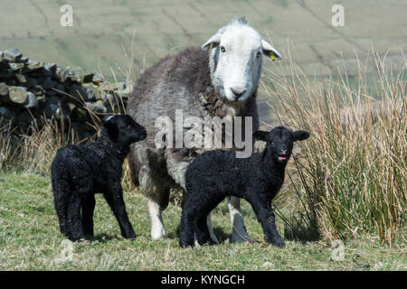 Herdwick Pecora con agnello neonato nelle aree montane pascolo, UK. Foto Stock