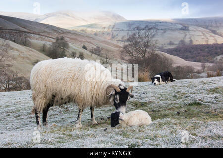Swaledale Pecora con agnello neonato su una fredda mattina, Cumbria, Regno Unito. Foto Stock