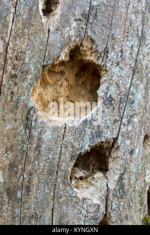 Il marcio Elm Tree con i fori nel tronco causato da un picchio come arrivare a larve. Foto Stock