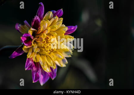 Anemone a Fiore Dahlia chiamato Boogie Woogie" (Anemone). Il centro del fiore è costituito da fitte tubolare allungata broccoli, più a lungo il disco flo Foto Stock