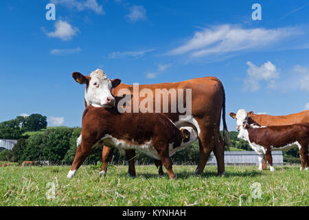 Hereford mucca con vitello piedi a bere latte fuori dalla sua madre, nel paesaggio Cumbria, Regno Unito. Foto Stock