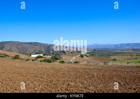 Secco e arido spagnolo paesaggio agricolo con campi arati e oliveti nei pressi del paesaggio di montagna sotto un cielo blu chiaro in andalusia Foto Stock