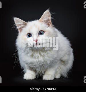 Blue eyed gatto Ragdoll / gattino recante isolati su sfondo nero di fronte alla fotocamera in attesa Foto Stock