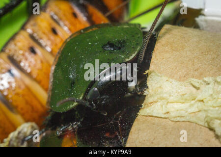 Madagascar sibili scarafaggi foto macro close-up enormi scarafaggi Foto Stock
