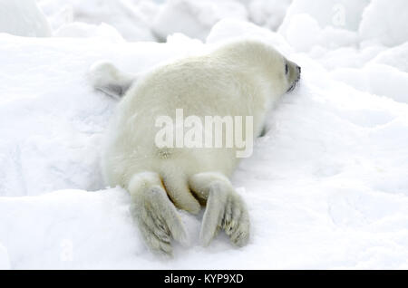 Hatchling di arpa tenuta. La pelliccia bianca baby su bianco ghiaccio. Russia, Mar Bianco Foto Stock