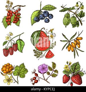 Impostare le bacche. lampone, mirtillo bacche di olivello spinoso, ribes rosso, fragole, ribes, anguria, cloudberry, rosa canina, mirtillo, lampone. incisi disegnati a mano nel vecchio sketch, in stile vintage. Illustrazione Vettoriale