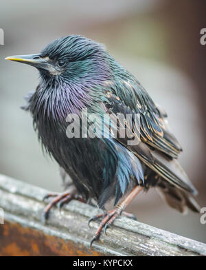 I capretti starling cercando di essere alimentati in Seahouses, Northumberland Foto Stock