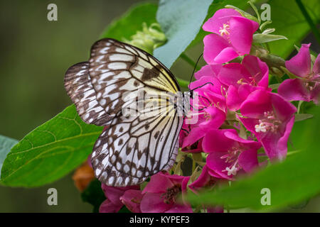 Idea leuconoe, l'aquilone di carta, carta di riso o grande albero nymph farfalla su fiori di colore rosso Foto Stock