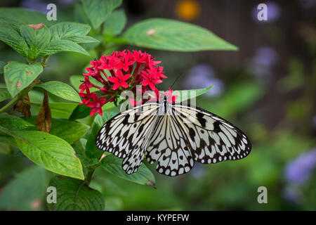 Idea leuconoe, l'aquilone di carta, carta di riso o grande albero nymph farfalla su fiori di colore rosso Foto Stock