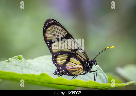 Close up Glasswing butterfly, Greta oto Foto Stock