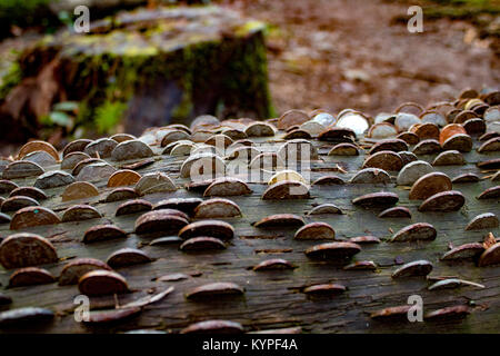 Monete miste stack nel tronco di albero Foto Stock