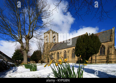 San Matteo chiesa parrocchiale nella città mercato di Leyburn North Yorkshire in Inghilterra dopo una primavera la caduta di neve intorno al sagrato narcisi Foto Stock