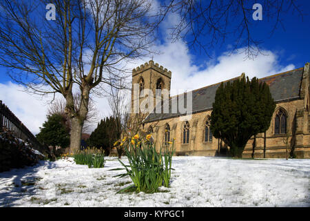 San Matteo chiesa parrocchiale nella città mercato di Leyburn North Yorkshire in Inghilterra dopo una primavera la caduta di neve intorno al sagrato narcisi Foto Stock