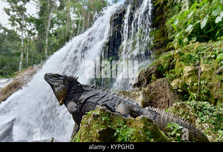 Iguana nella foresta accanto ad una caduta dell'acqua. Rock cubano iguana (Cyclura nubila), noto anche come il suolo cubano iguana. Foto Stock