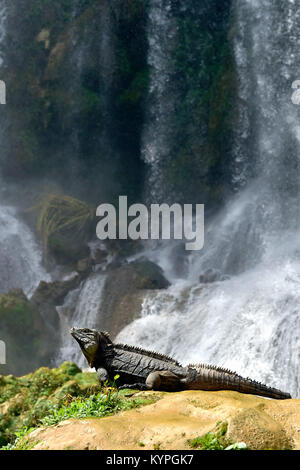 Iguana nella foresta accanto ad una caduta dell'acqua. Rock cubano iguana (Cyclura nubila), noto anche come il suolo cubano iguana. Foto Stock