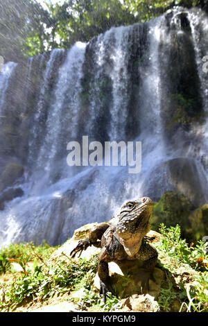 Iguana nella foresta accanto ad una caduta dell'acqua. Rock cubano iguana (Cyclura nubila), noto anche come il suolo cubano iguana. Foto Stock